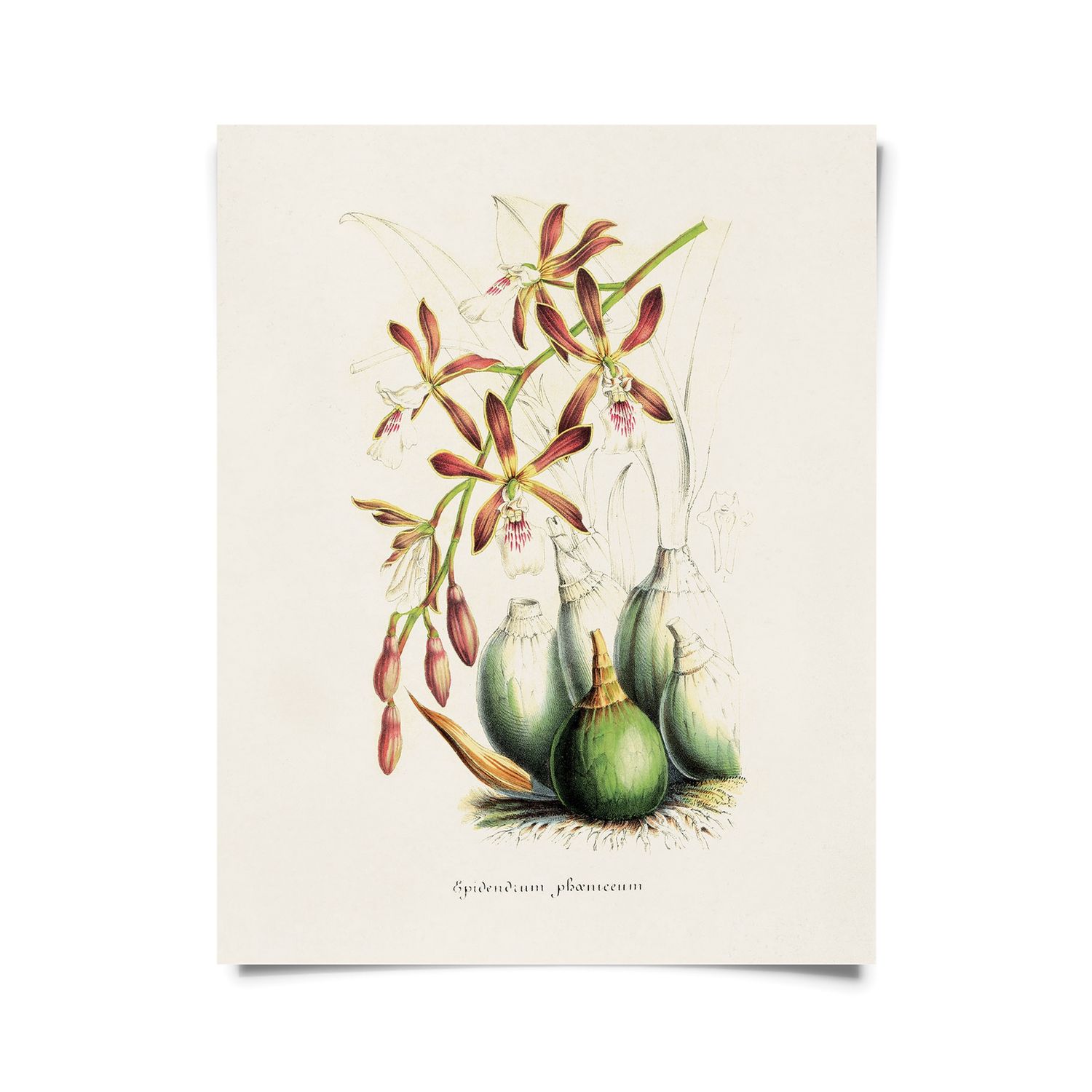 Vintage Botanical Orchid Epidendrum Print w/ frame option - 8x10 Print Only
