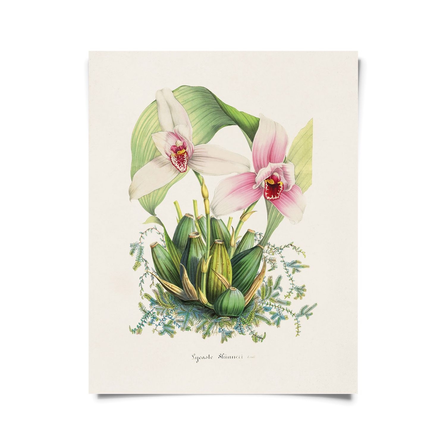 Vintage Botanical Orchid Lycaste Print w/ optional frame - 8x10 Print Only