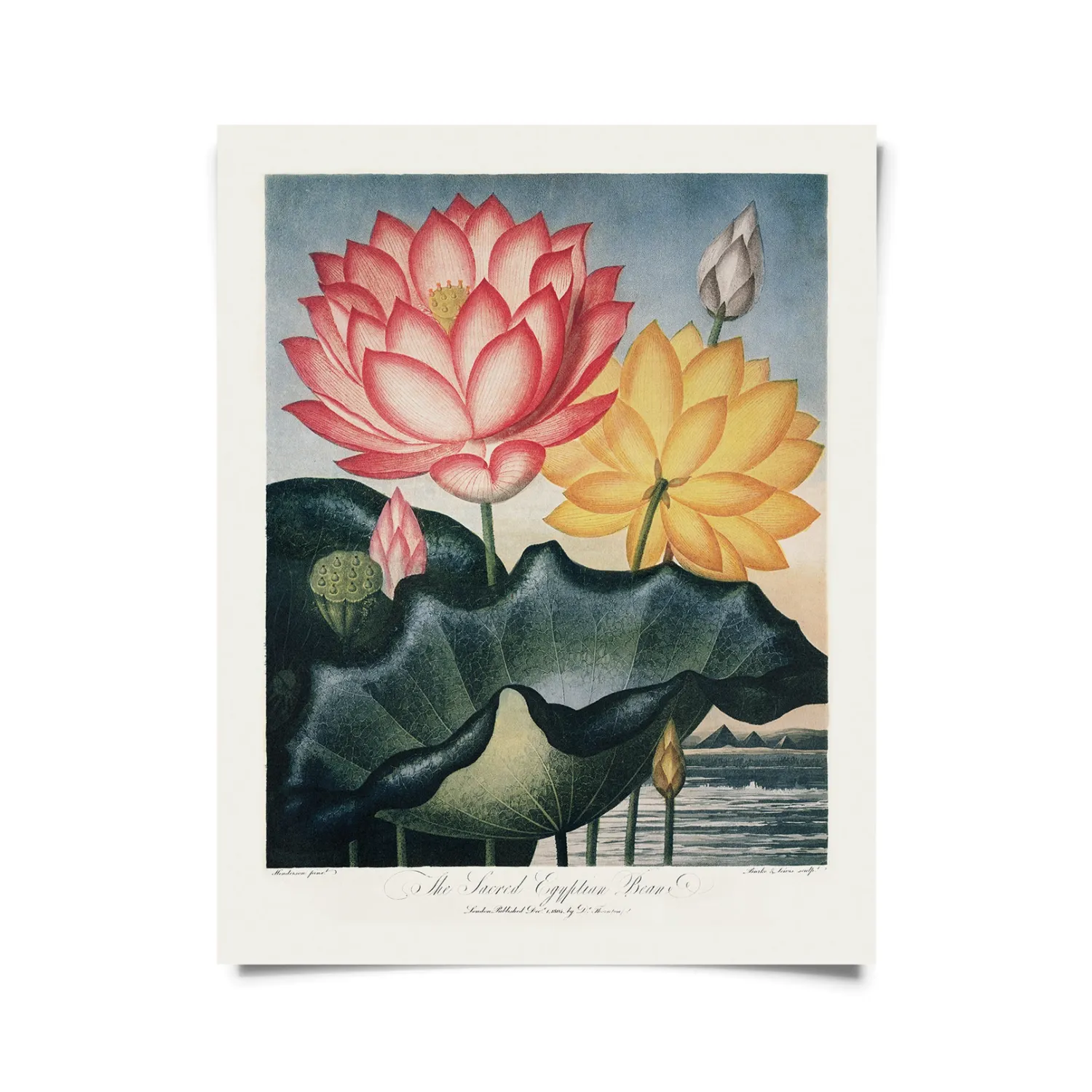 Egyptian Bean Lotus Print