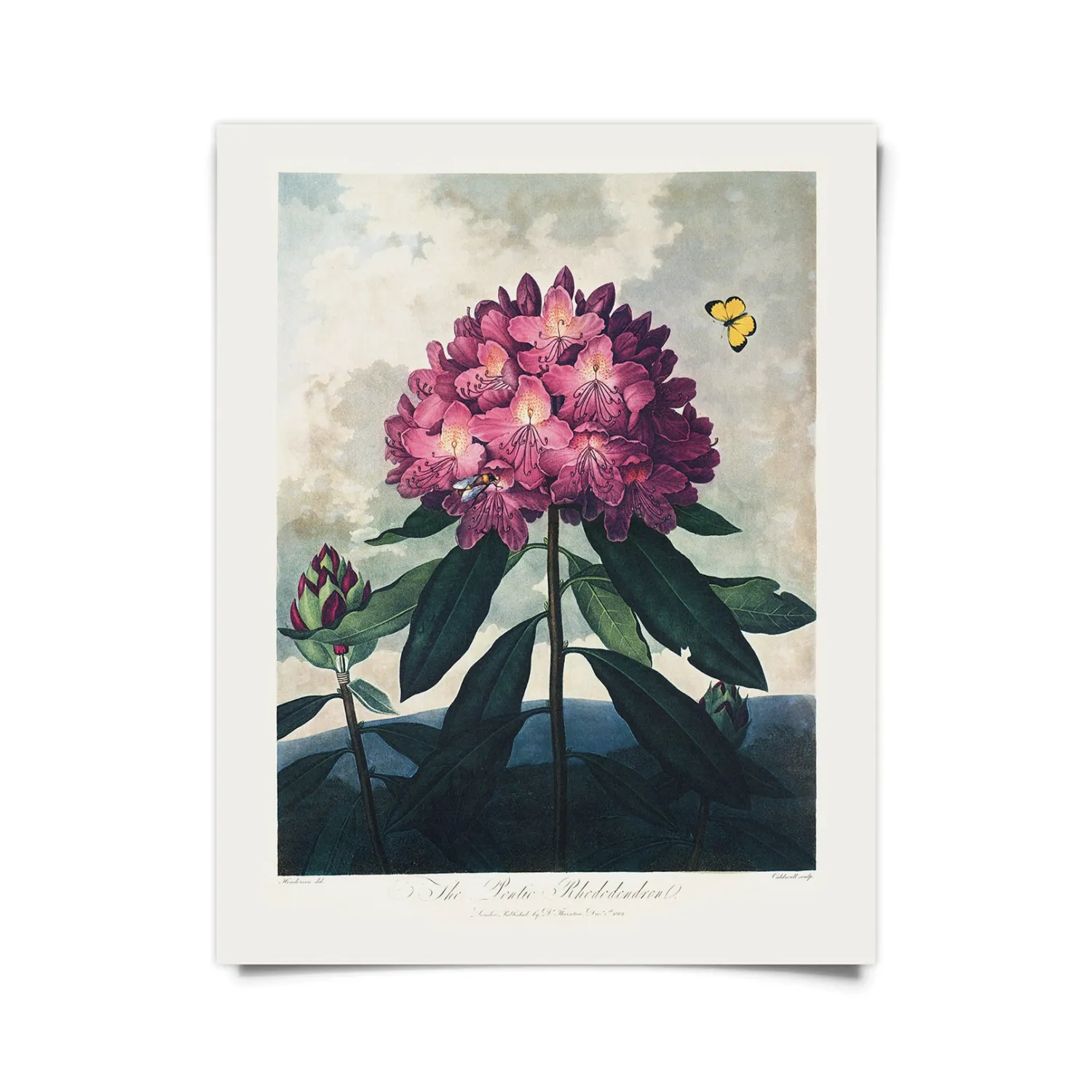 Rhododendron Bloom Print