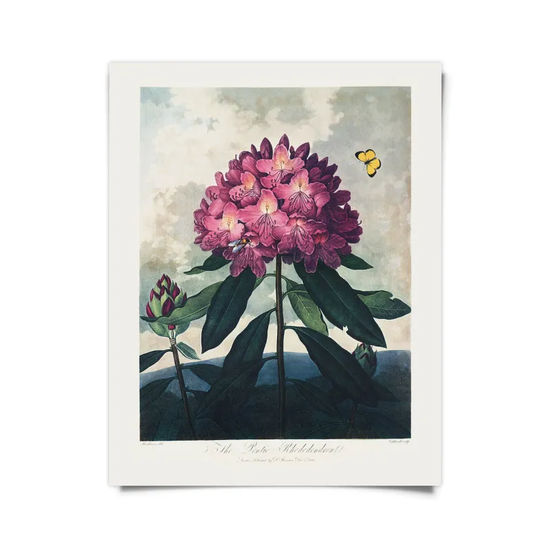 Rhododendron Bloom Print