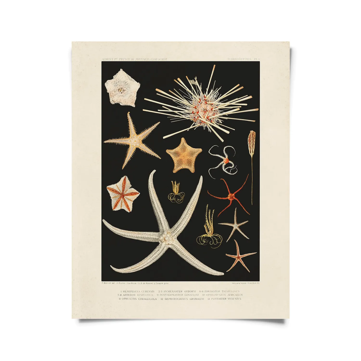 Vintage Starfish Oceanography Print w/ optional frame - 8x10 Print Only