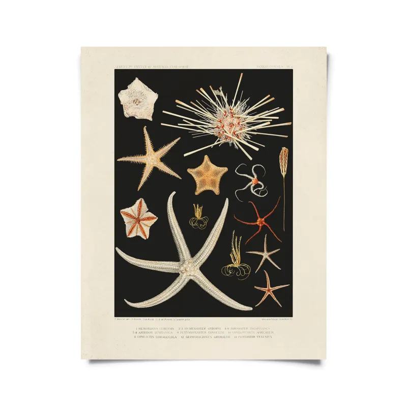Vintage Starfish Oceanography Print w/ optional frame - 8x10 Print Only