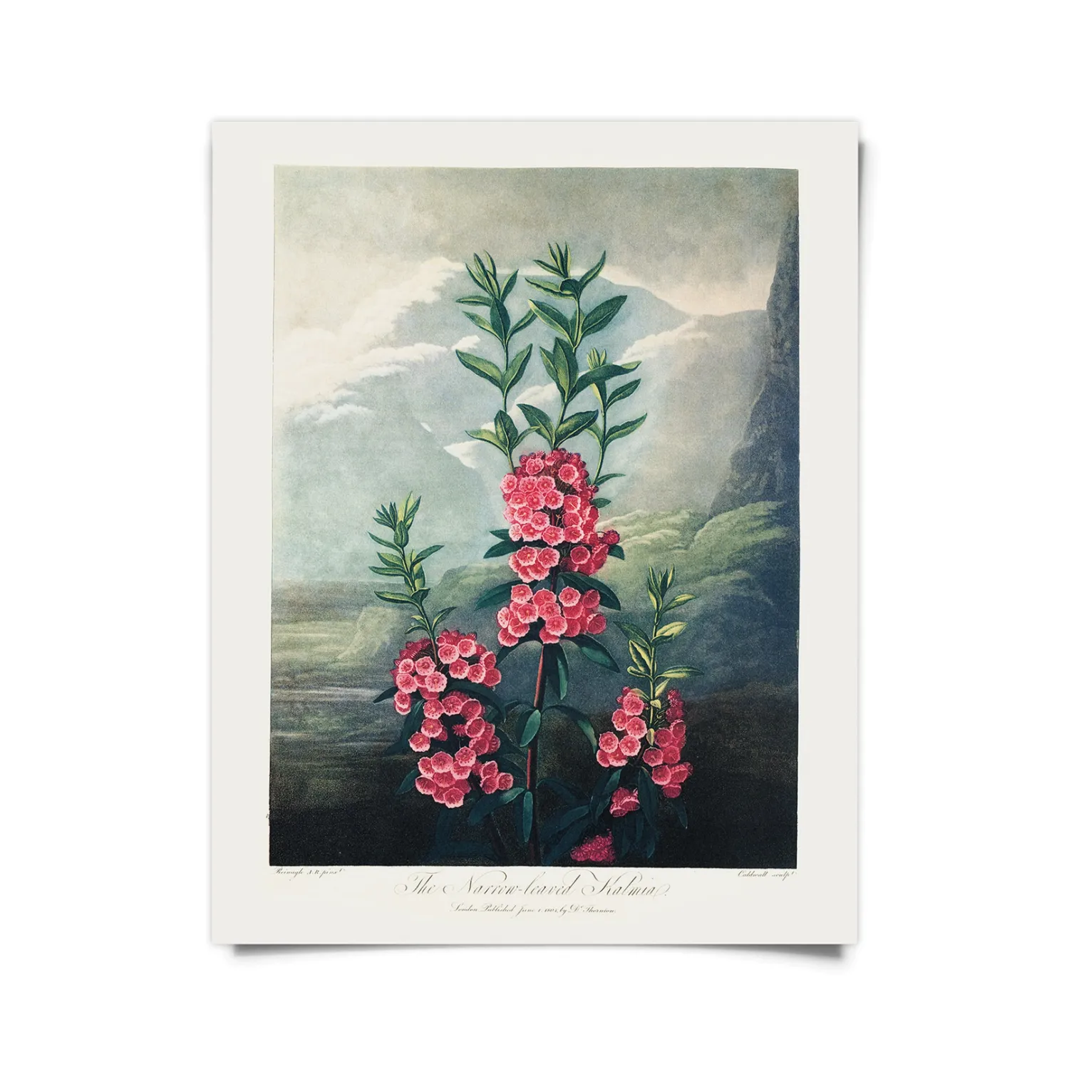 Mountain Laurel Print