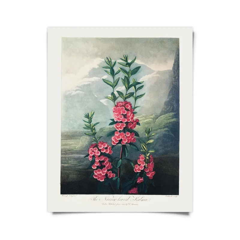 Mountain Laurel Print