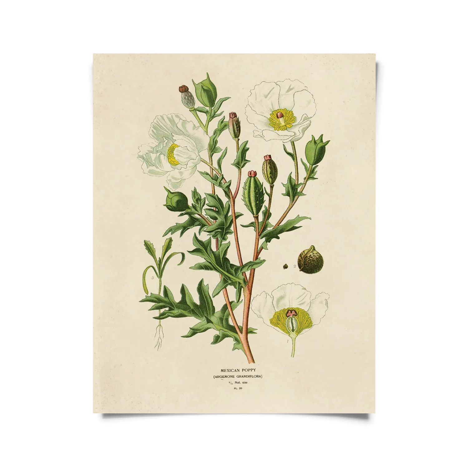 Vintage Botanical Mexican Poppy Print - 8x10 
