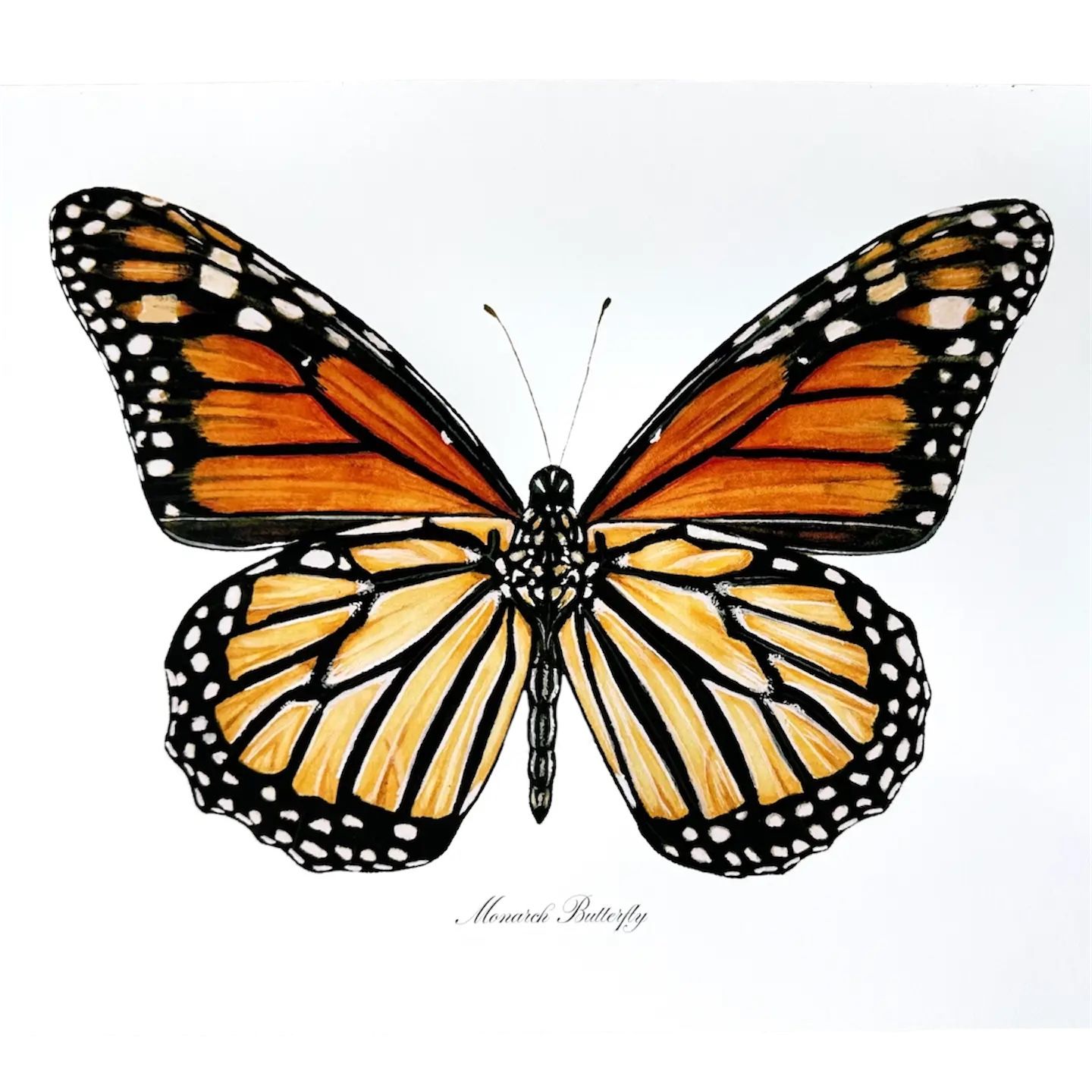 Monarch Butterfly Modern Watercolor Art Print Nature Art - 8x10"