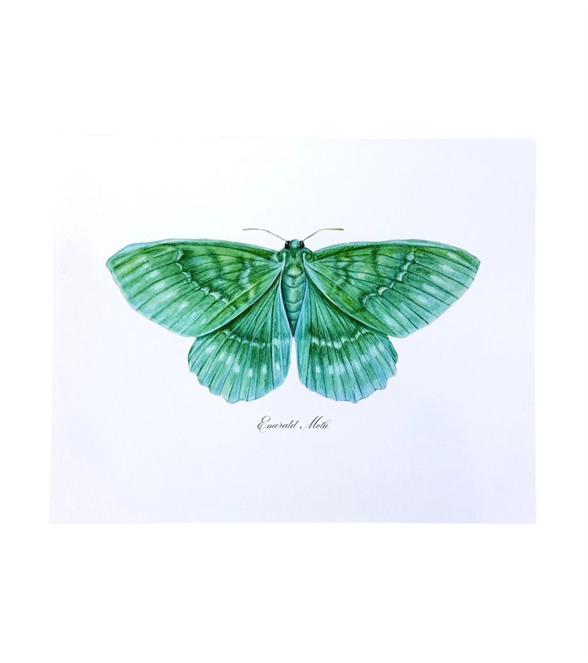 Emerald Moth Modern Watercolor Art Print Nature Wall Art - 8x10"