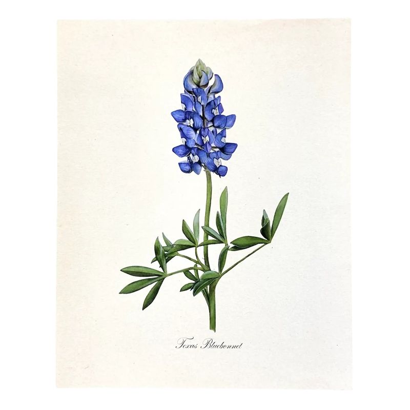 Texas Bluebonnet Flower Vintage Watercolor Art Print - 8x10"