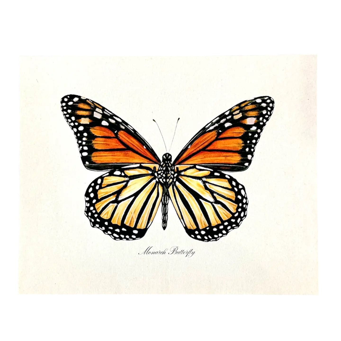 Monarch Butterfly Watercolor Vintage Art Print Nature Art - 8x10"