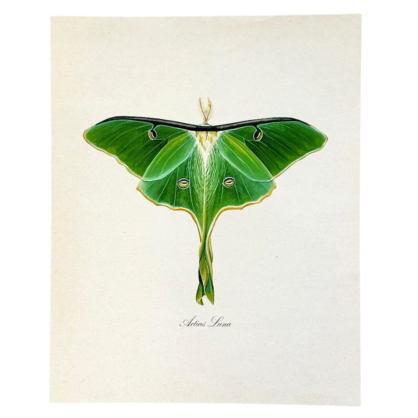 Luna Moth Vintage Watercolor Wall Art Print Green Art
