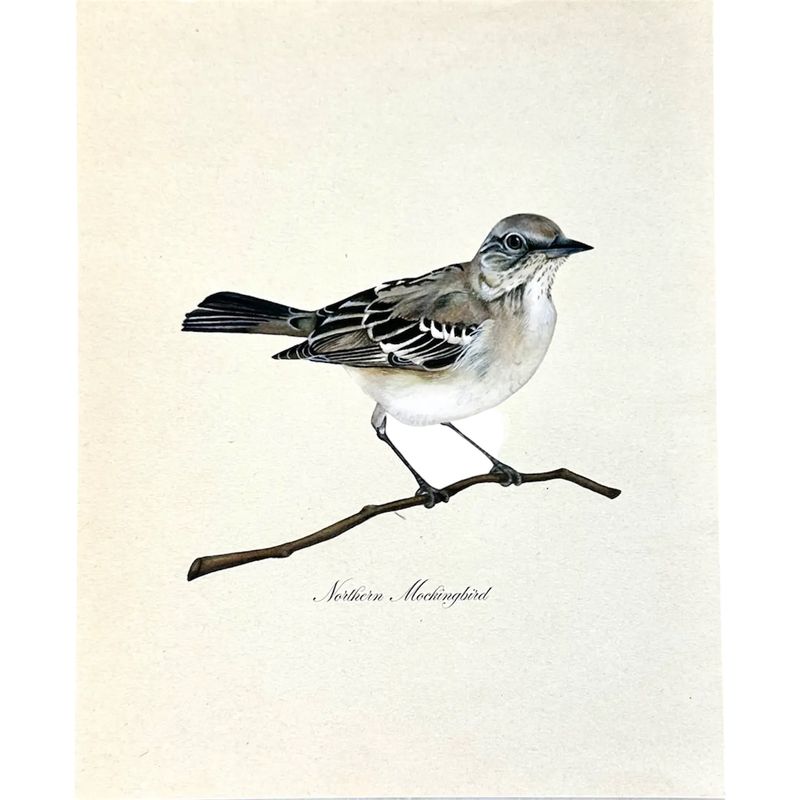 Mockingbird Vintage Watercolor Art Print Texas State Bird - 8x10"