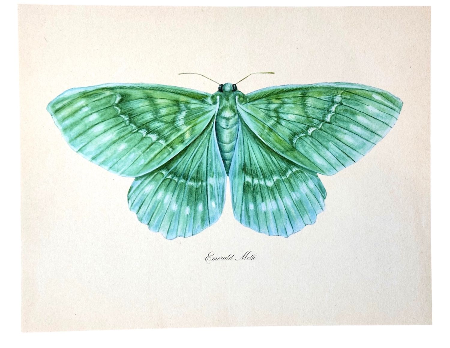 Emerald Moth Watercolor Vintage Art Print Green Nursery Art - 8x10"