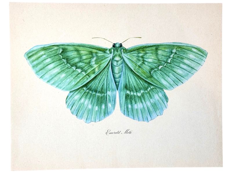 Emerald Moth Watercolor Vintage Art Print Green Nursery Art - 8x10"