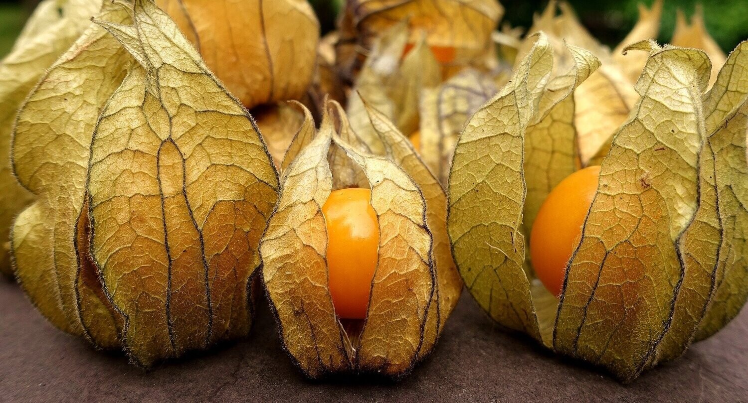 Physalis, getrocknet