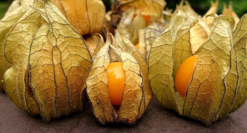 Physalis, getrocknet Physalis, getrocknet