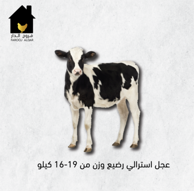 عجل استرالي رضيع وزن من 16-19 كيلو