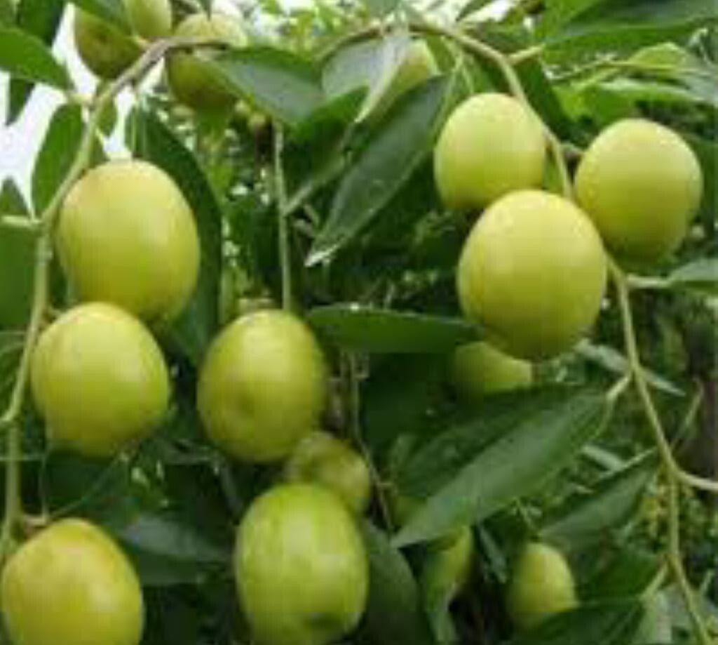 نبا