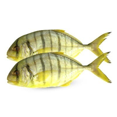 زريدي