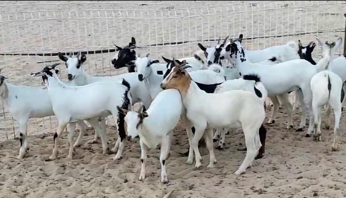 تيوس محلية اعمار من 3 الي 4 شهور الوزن من 5 الي 6 كيلو