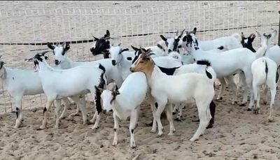 تيوس محلية اعمار من 3 الي 4 شهور الوزن من 5 الي 6 كيلو