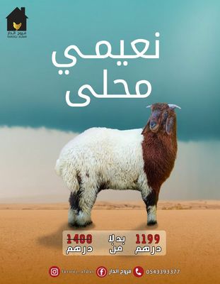 خروف نعيمي 1199 درهم