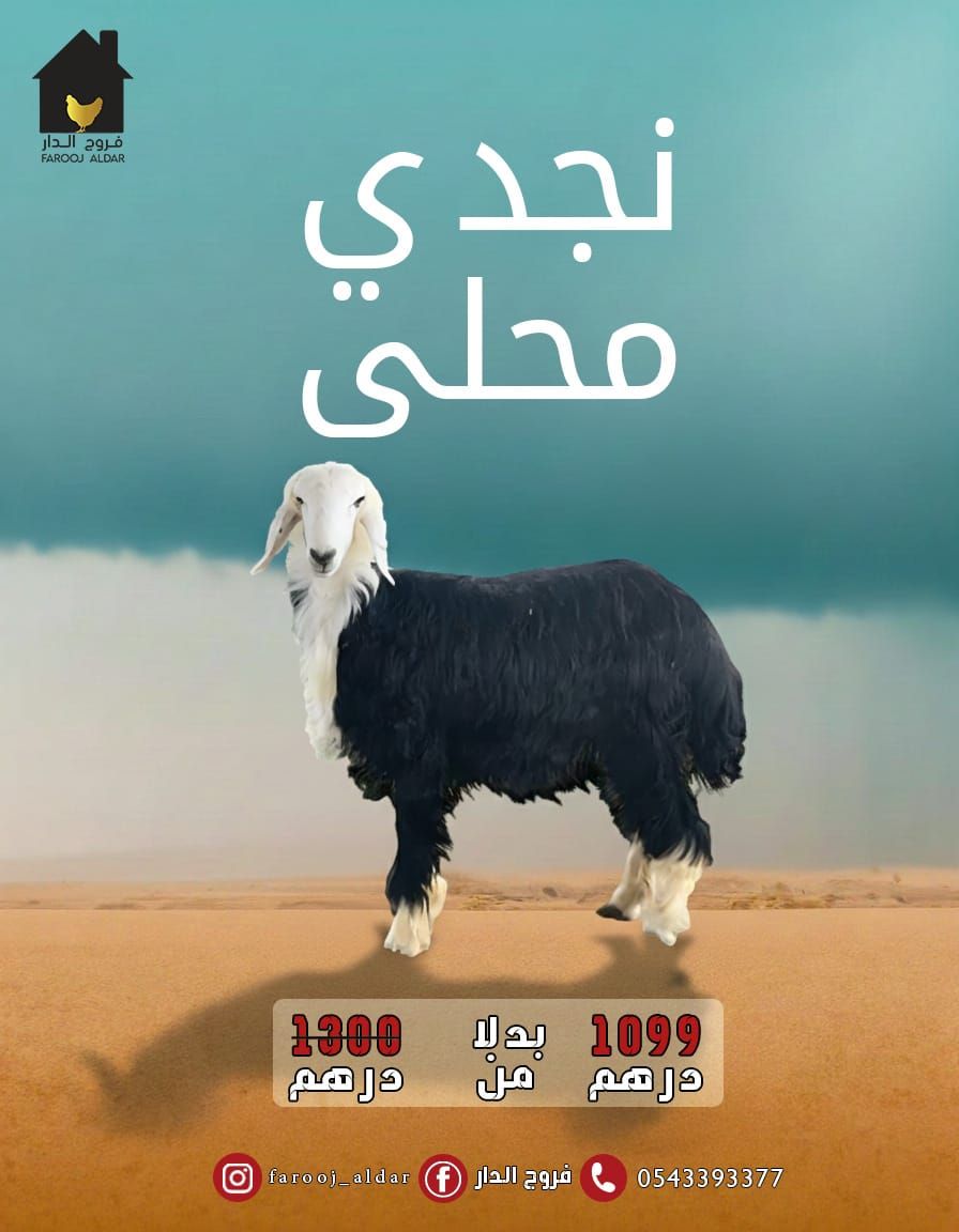 خروف نجدي 1099 درهم