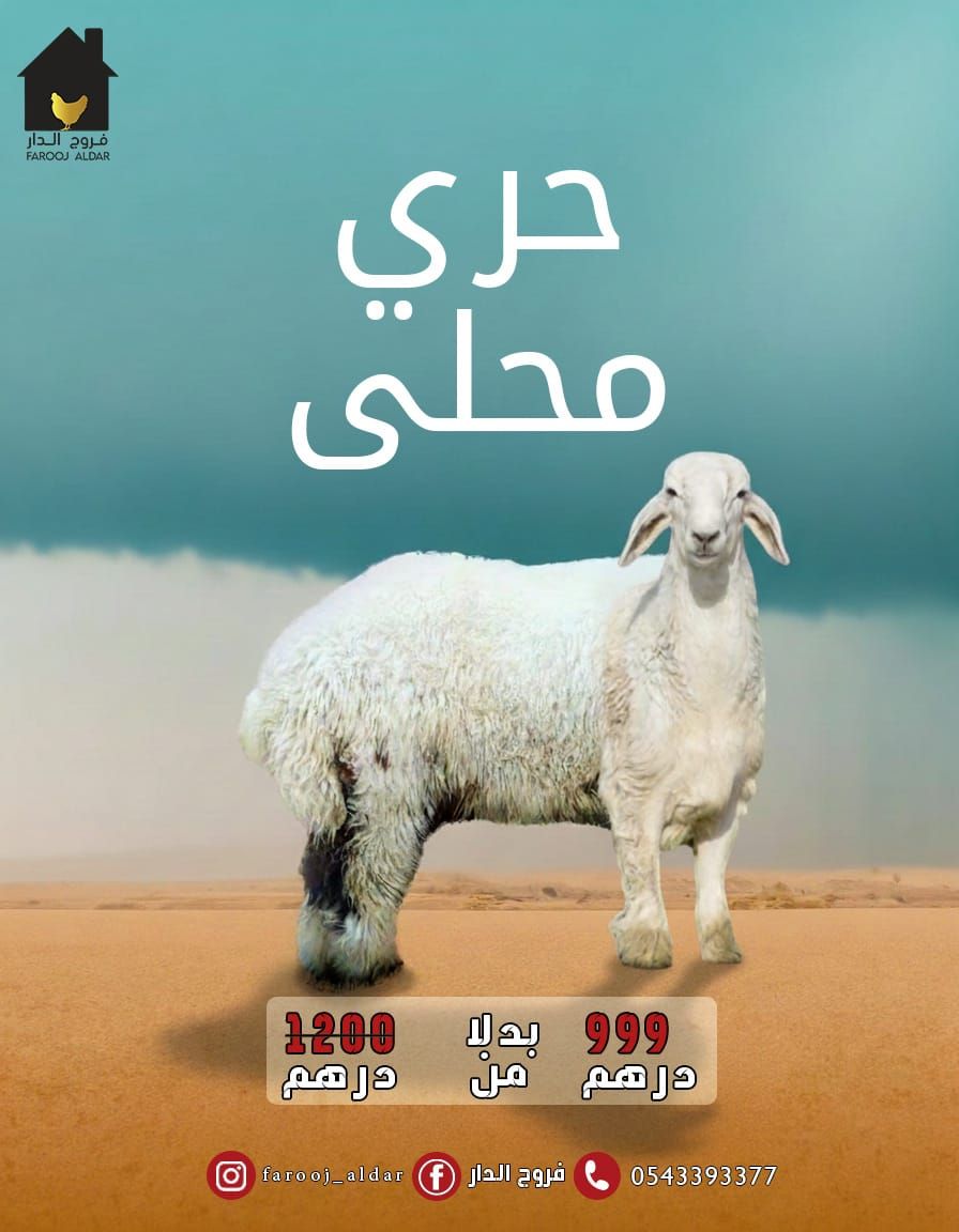 خروف نجدي 999 درهم