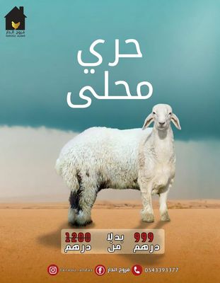 خروف نجدي 999 درهم