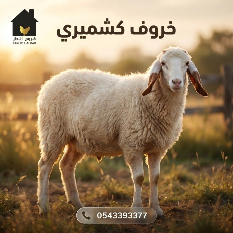 خروف كشميري اضحيه