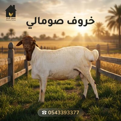 خروف صومالي اضحيه