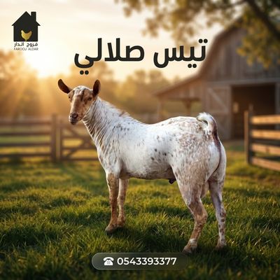تيس صلالي اضحية