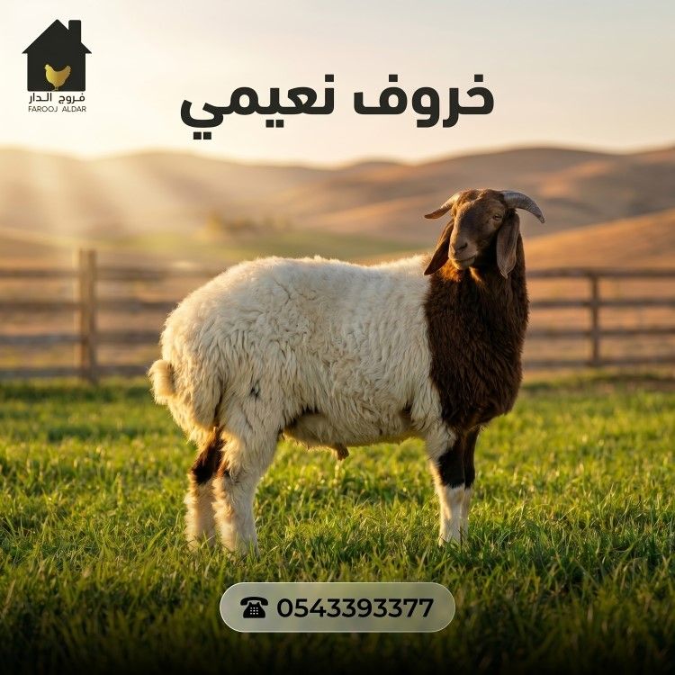 خروف نعيمي اضحية
