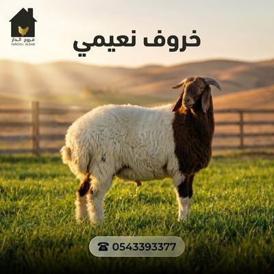 خروف نعيمي اضحية
