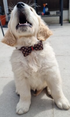 Bow tie collars