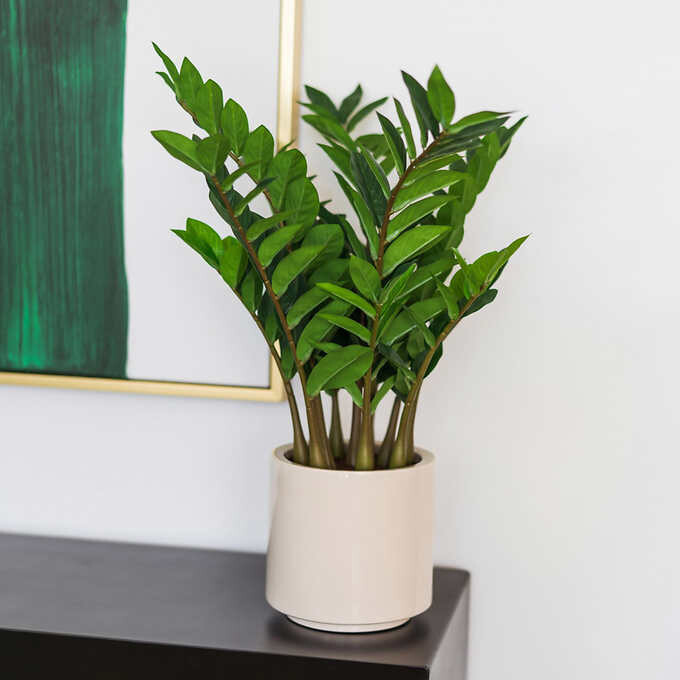 Faux ZZ Plant