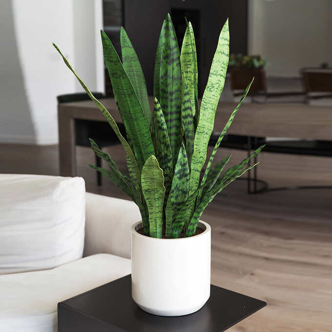 Faux Snake Plant Faux Snake Plant