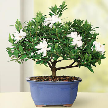 Gardenia Small Bonsai Tree Gardenia Small Bonsai Tree
