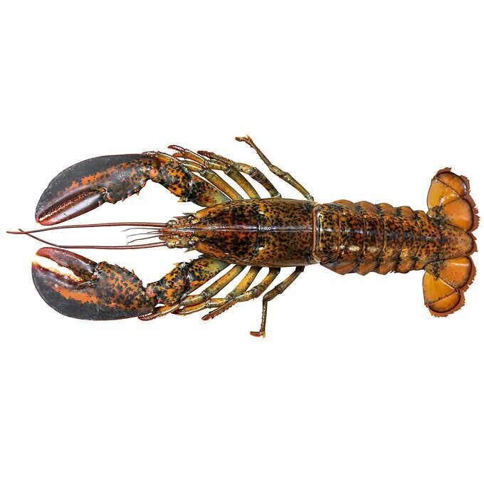 Coastal Seafood Live Maine Lobsters 6-count (1.25 lb. each) Coastal Seafood Live Maine Lobsters 6-count (1.25 lb. each)