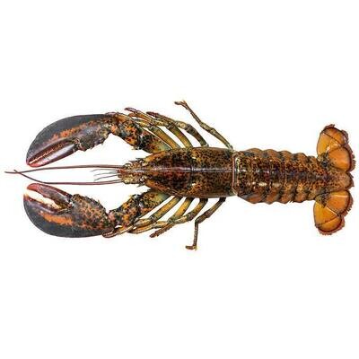 Coastal Seafood Live Maine Lobsters 6-count (1.25 lb. each)