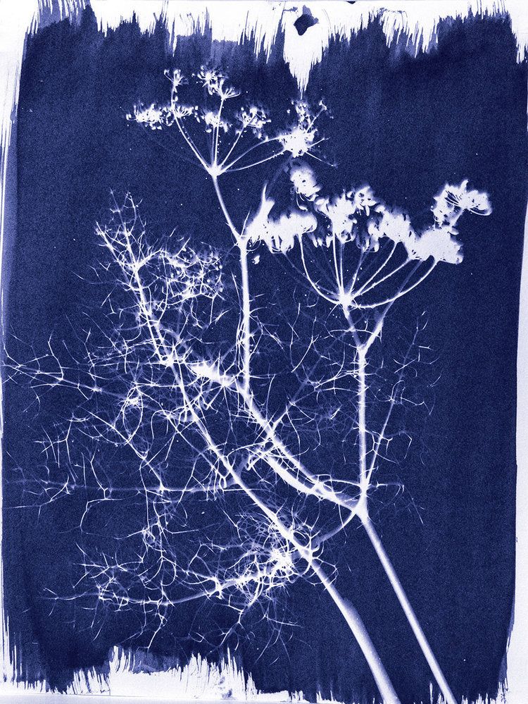 Cyanotype Chemistry - Ferric Ammonium Citrate 8 oz/0.23 kg