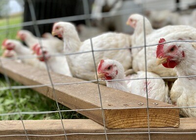 Chicken