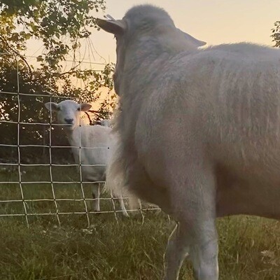 Grass Fed Sheep