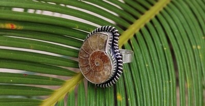 Anillo Ammonite