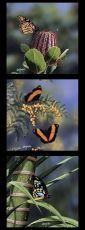 Wildlife Art Panel DV 3720 $12each