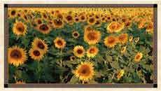 15327 Tuscan Sunflowers Panel $33.75 each 15327 Tuscan Sunflowers Panel $33.75 each