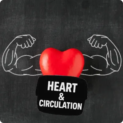 Red heart with flexing arms and Heart &amp; Circulation text, promoting Natural Body supplements for cardiovascular support.