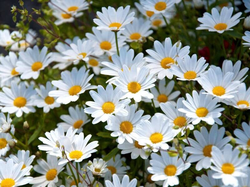 Daisy Collection
