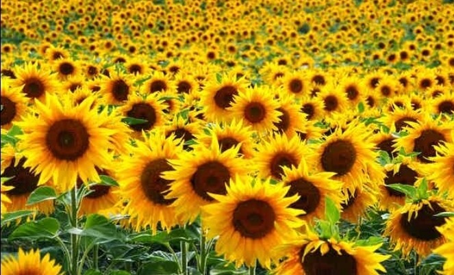 Sunflower Collection
