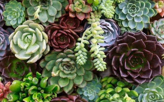 Succulent Collection